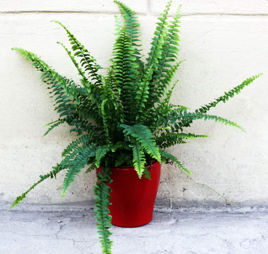 Sword fern in red pot