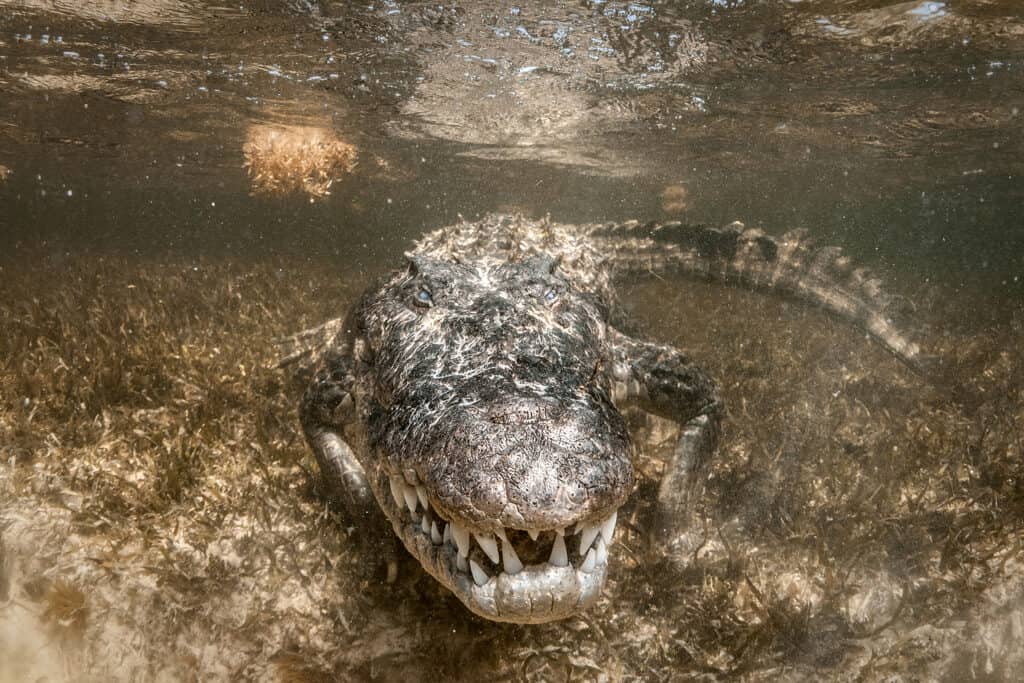 Crocodile close up underwater