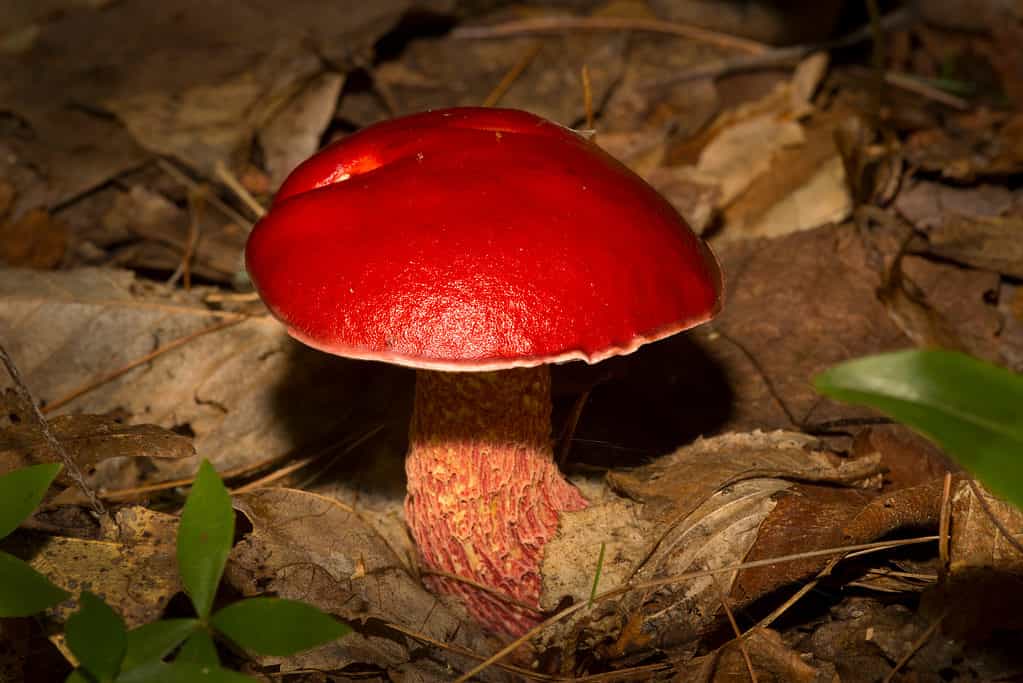 Exsudoporus frostii or frost's bolete mushroom growing from leaf litter