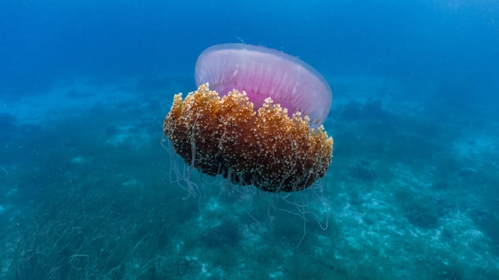 cauliflower jellyfish