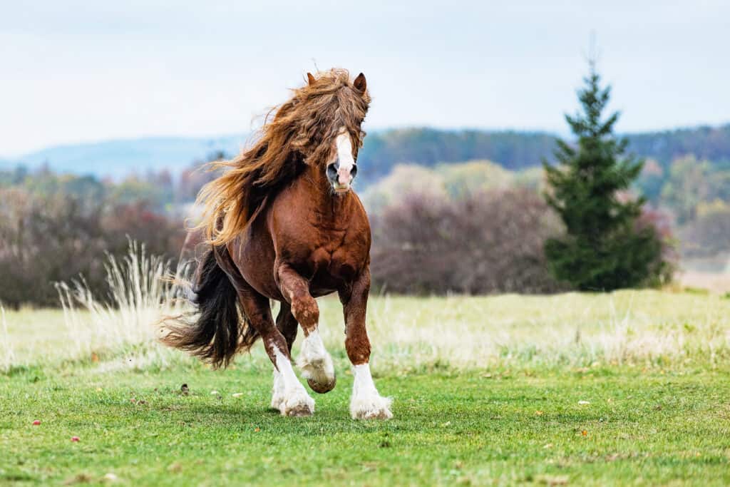 9 Breathtaking Draft Horse Breeds With Long Flowing Manes and