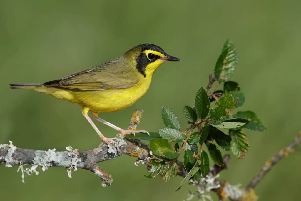 Male Kentucky Warbler perched on a small branch.