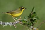 Kentucky Warbler
