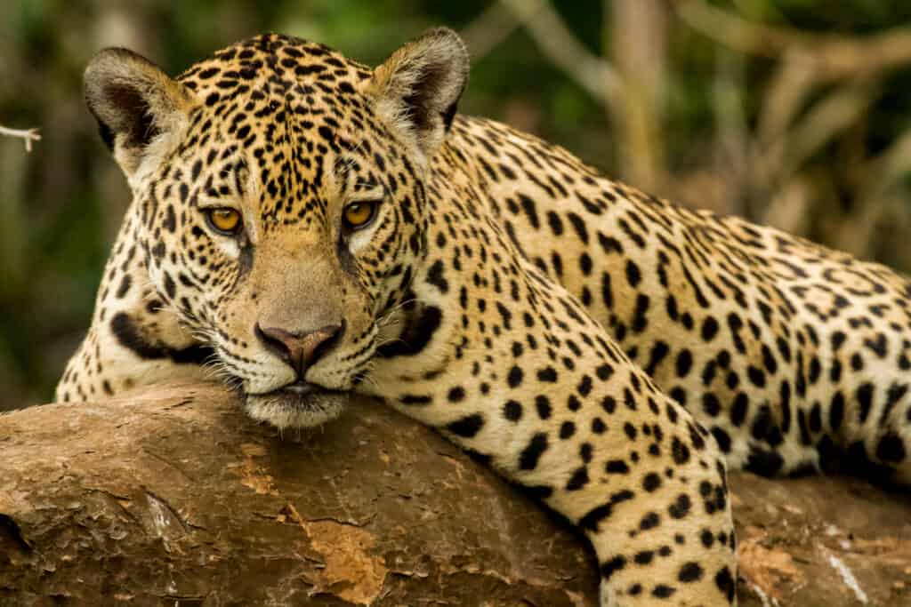 Jaguars are associated with the sun in pre-Columbian mythology. 