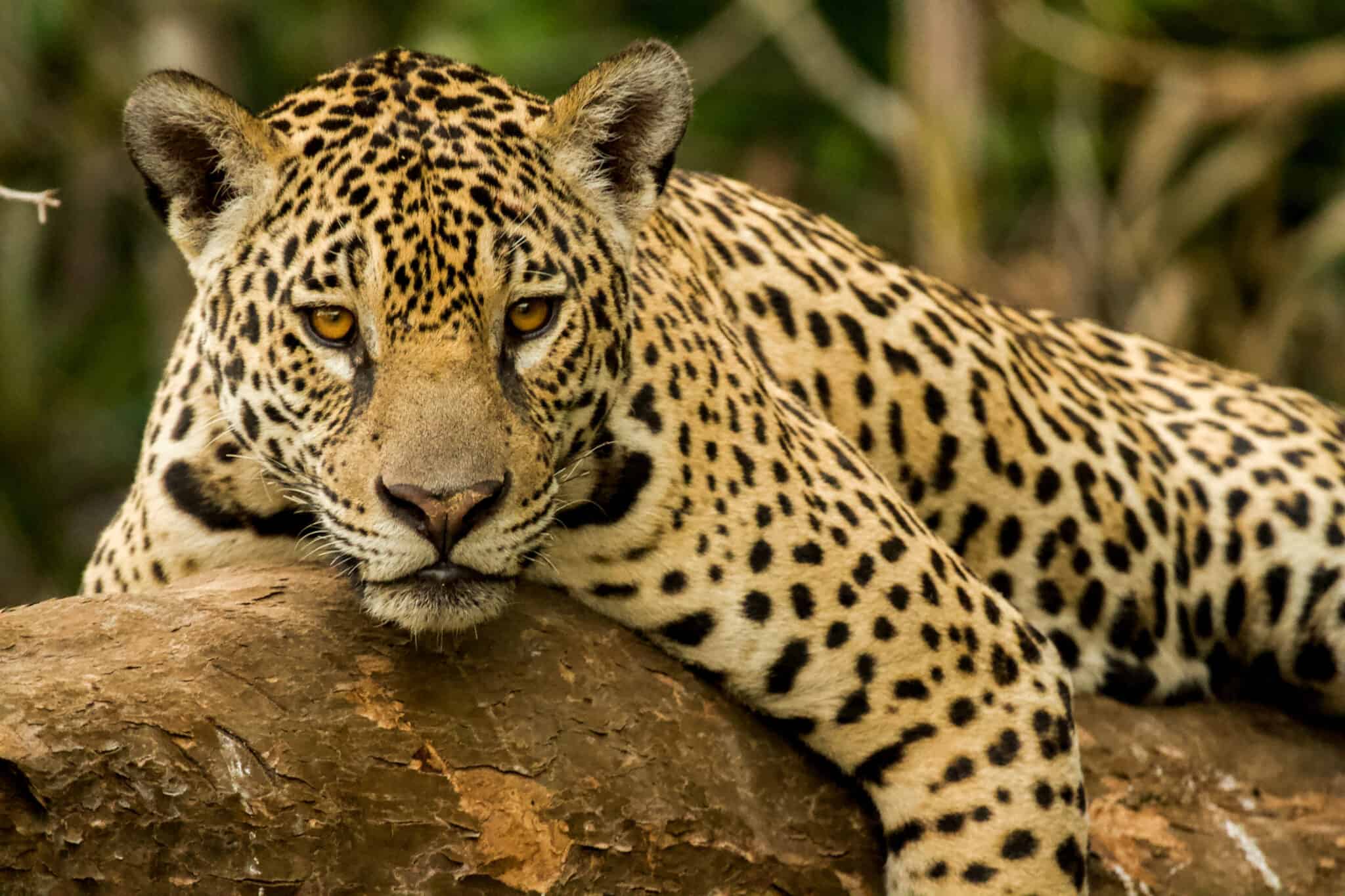 Tiger vs. Jaguar: Which Big Cat Would Win a Fight? - A-Z Animals