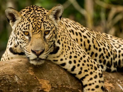 A Jaguar Spirit Animal Symbolism & Meaning