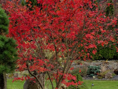 A Bloodgood Japanese Maple vs Emperor Japanese Maple: What’s the Difference?