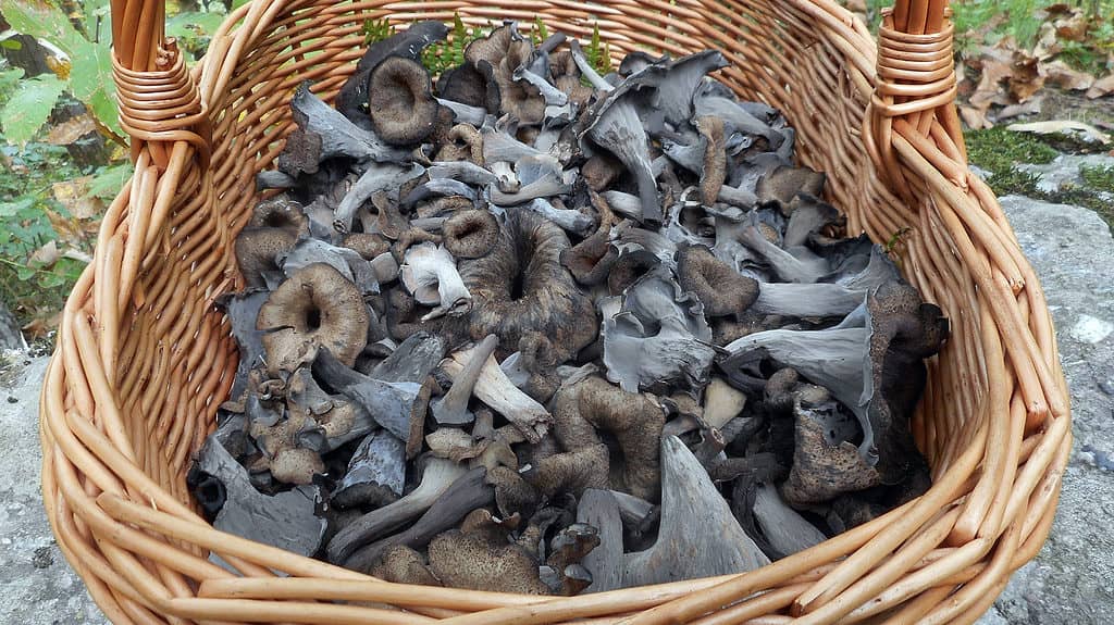 basket of black trumpet mushrooms