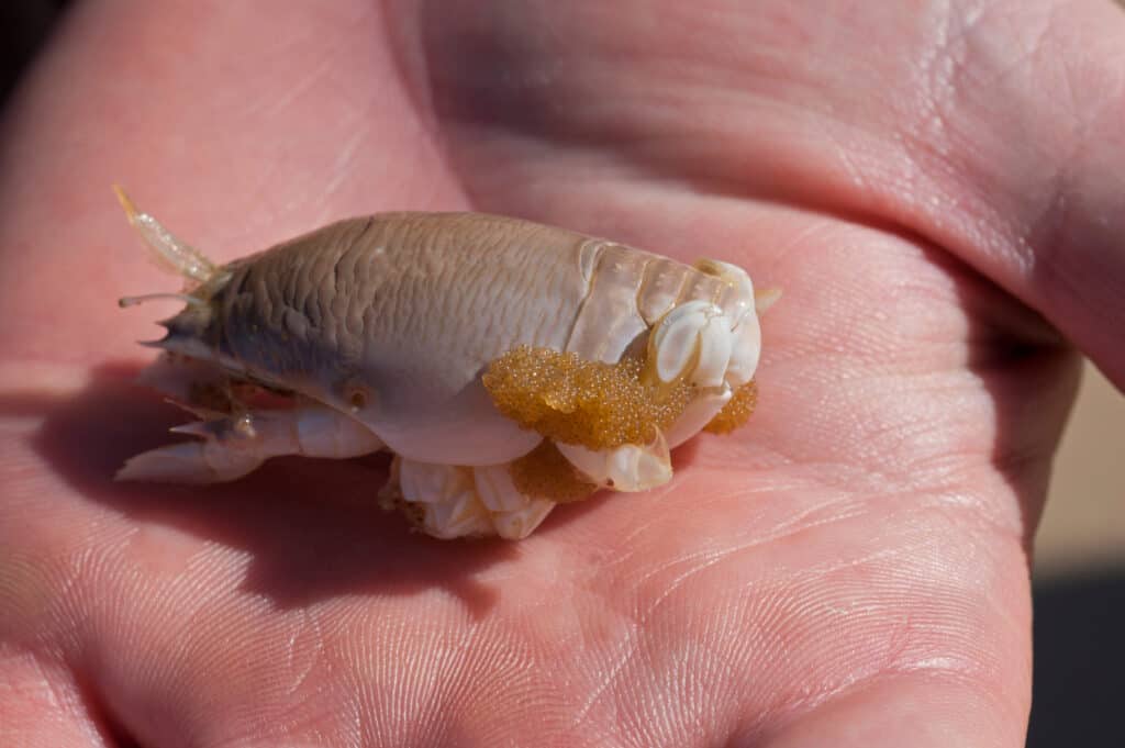 Giant Sand Fleas