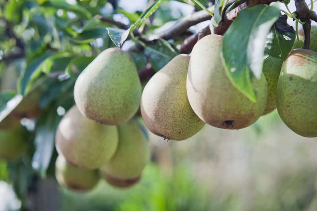 Out of a dozen or more Anjou pears visible within the frame, only three of them are in focus. They are growing on a tree with deep green;leaves. The fruit is a dull yellowish-green, though decidedly more on the yellow spectrum, and more round than traditional pears.