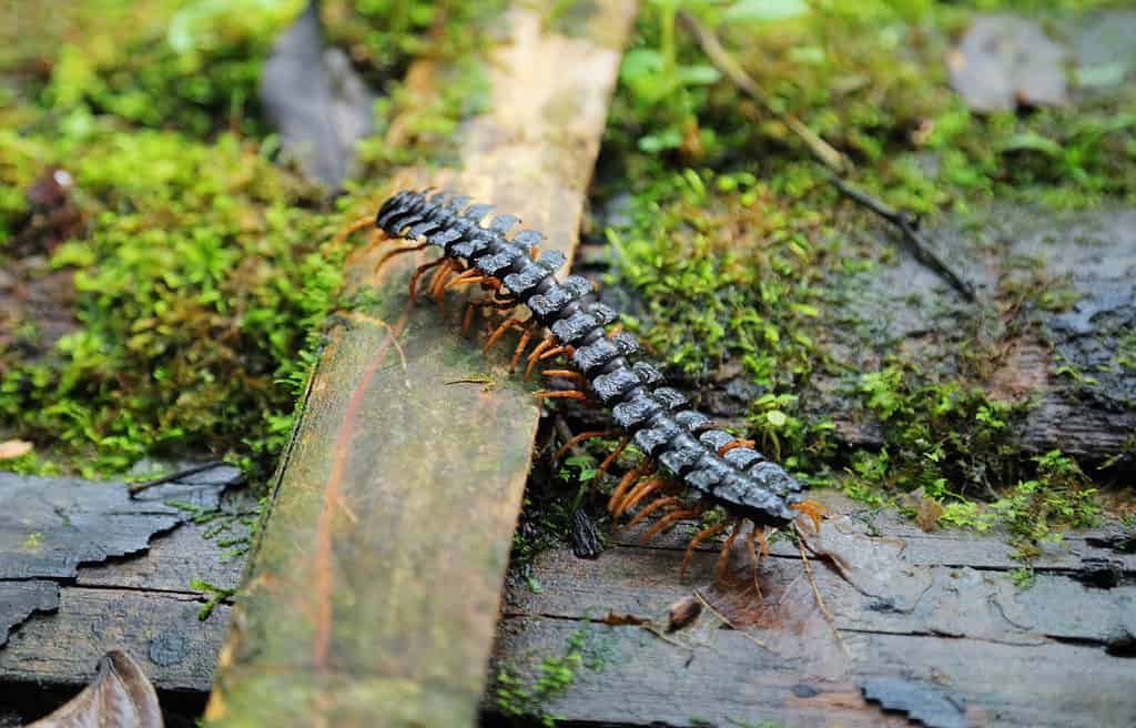 Centipede on wood