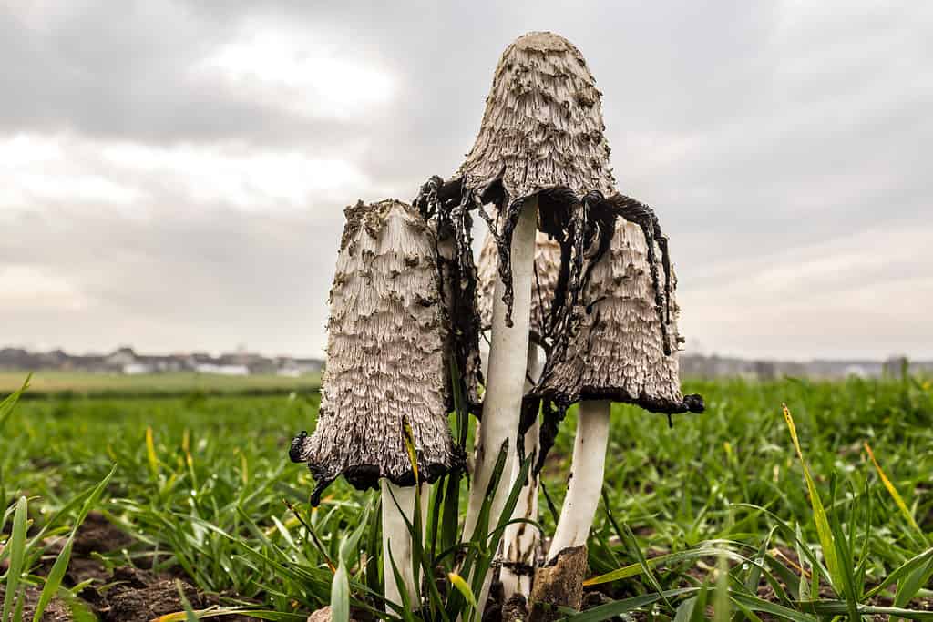 The shaggy mane mushroom growing in a field and release a black inky substance to release spores