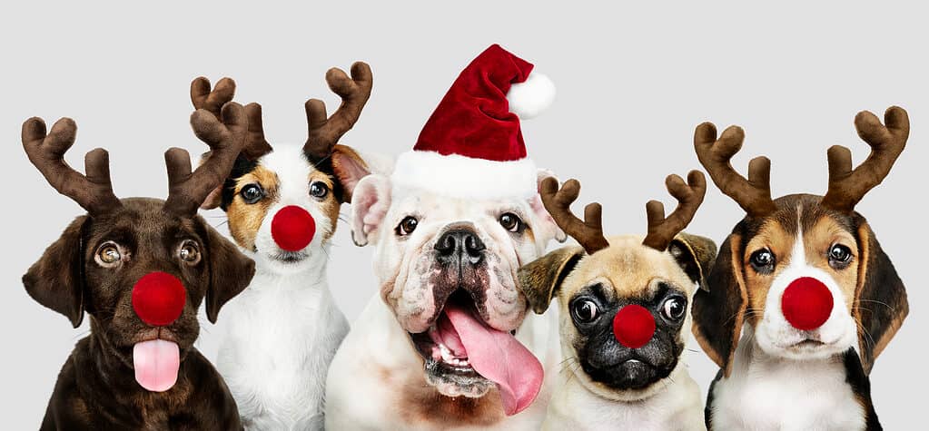 Group of Christmas dogs