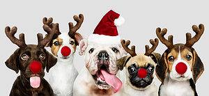 The 200+ Best Christmas Dog Names Picture