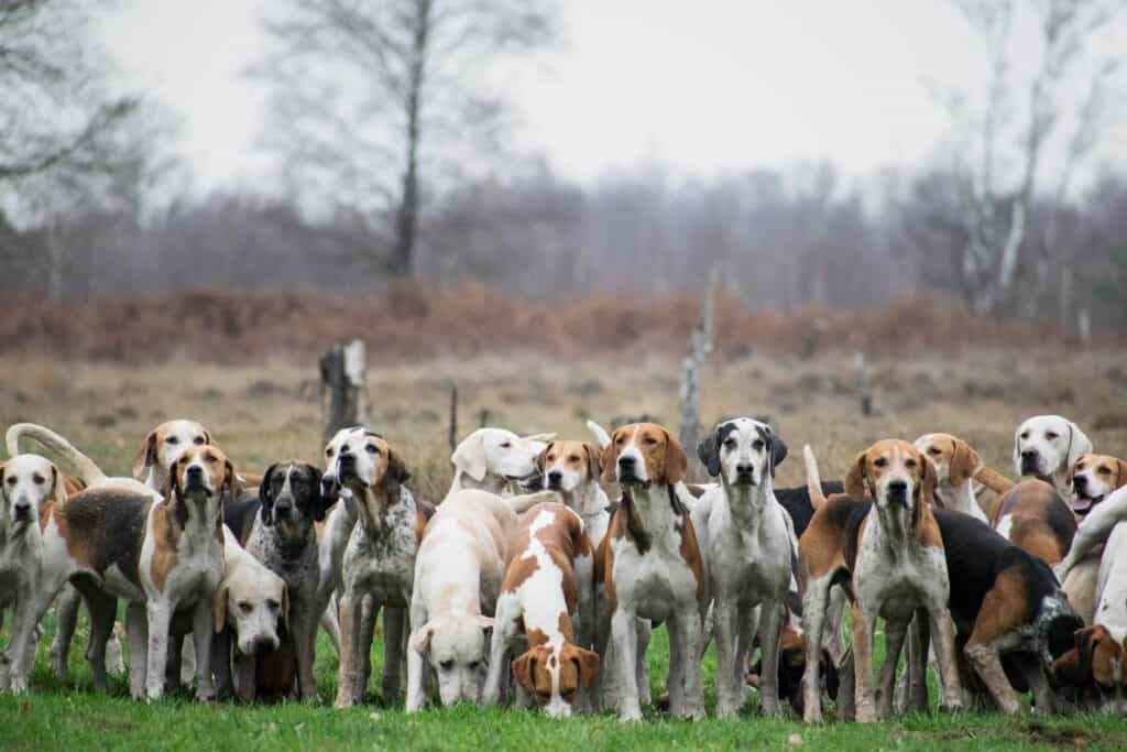 pack of hunting dogs