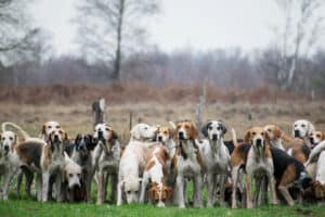 Gun Dogs vs. Hunting Dogs: What’s the Difference? Picture