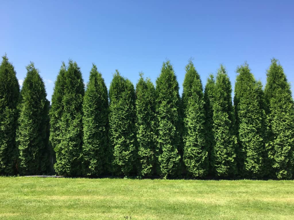 Thuja 'Green Giant' evergreen tree fence