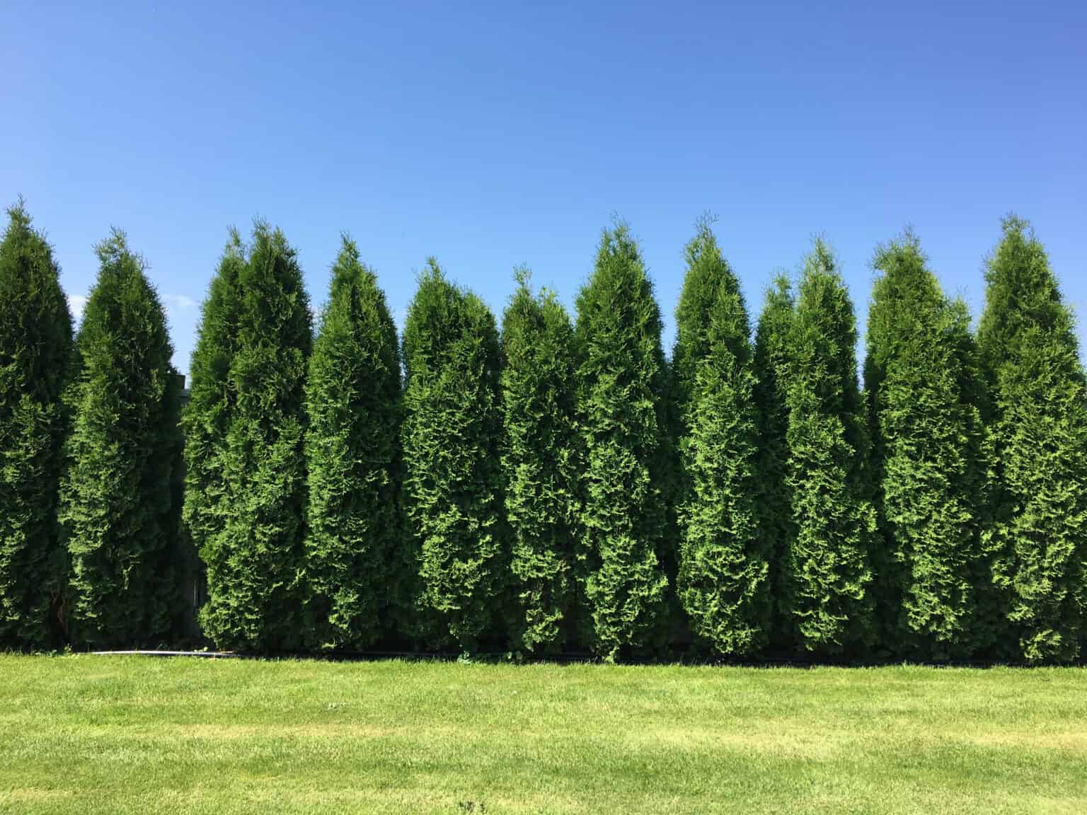 Leyland Cypress vs. Thuja Green Giant