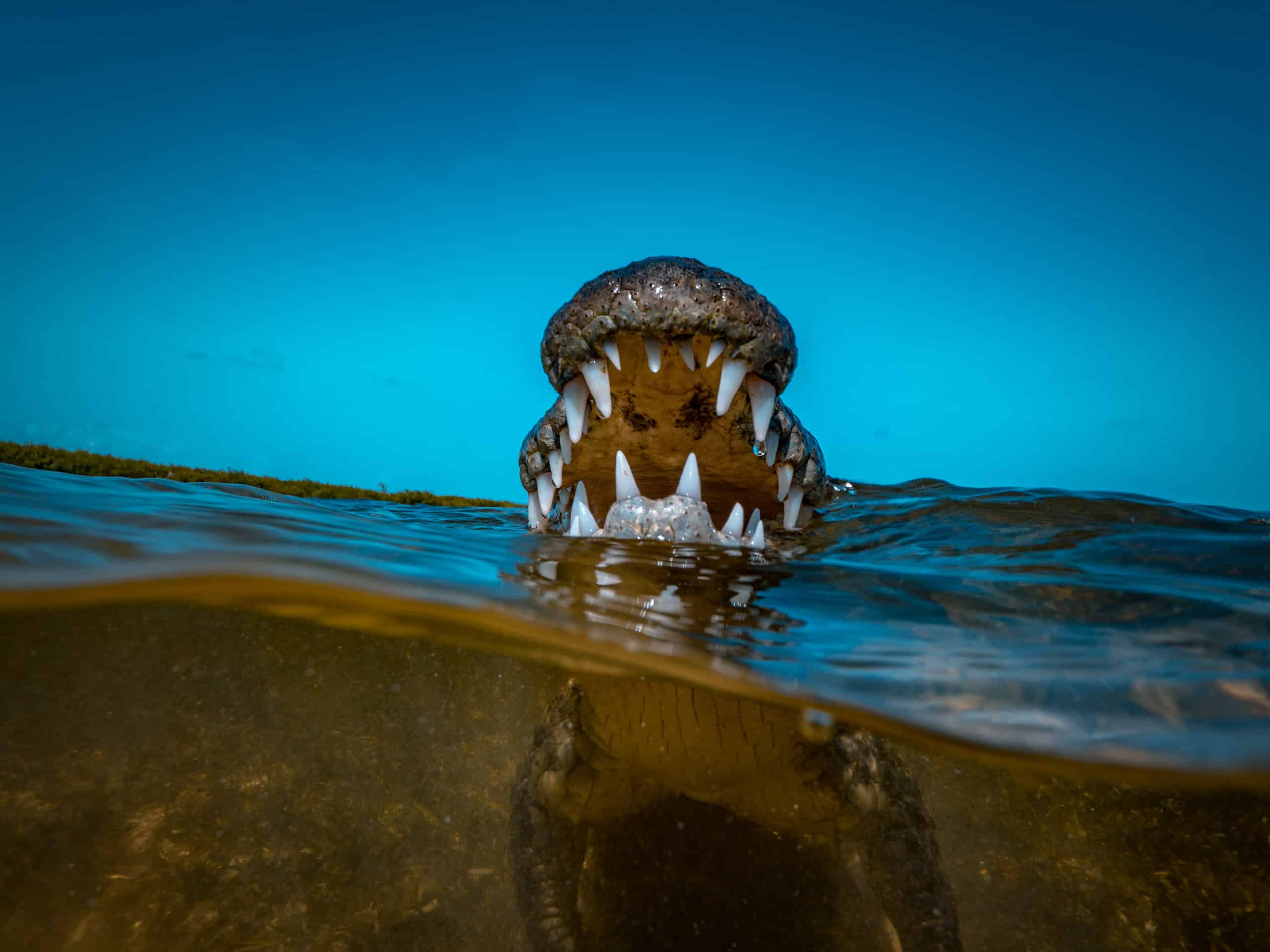 Saltwater crocodile in water