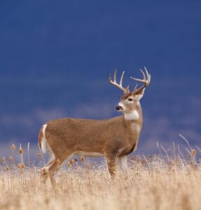 Deer Season In Utah: Everything You Need To Know To Be Prepared photo