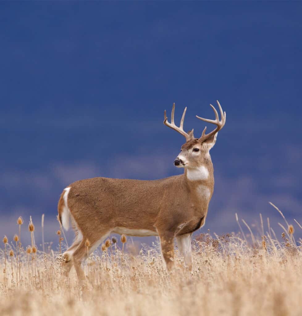 White-tailed deer is the official state animal of Illinois