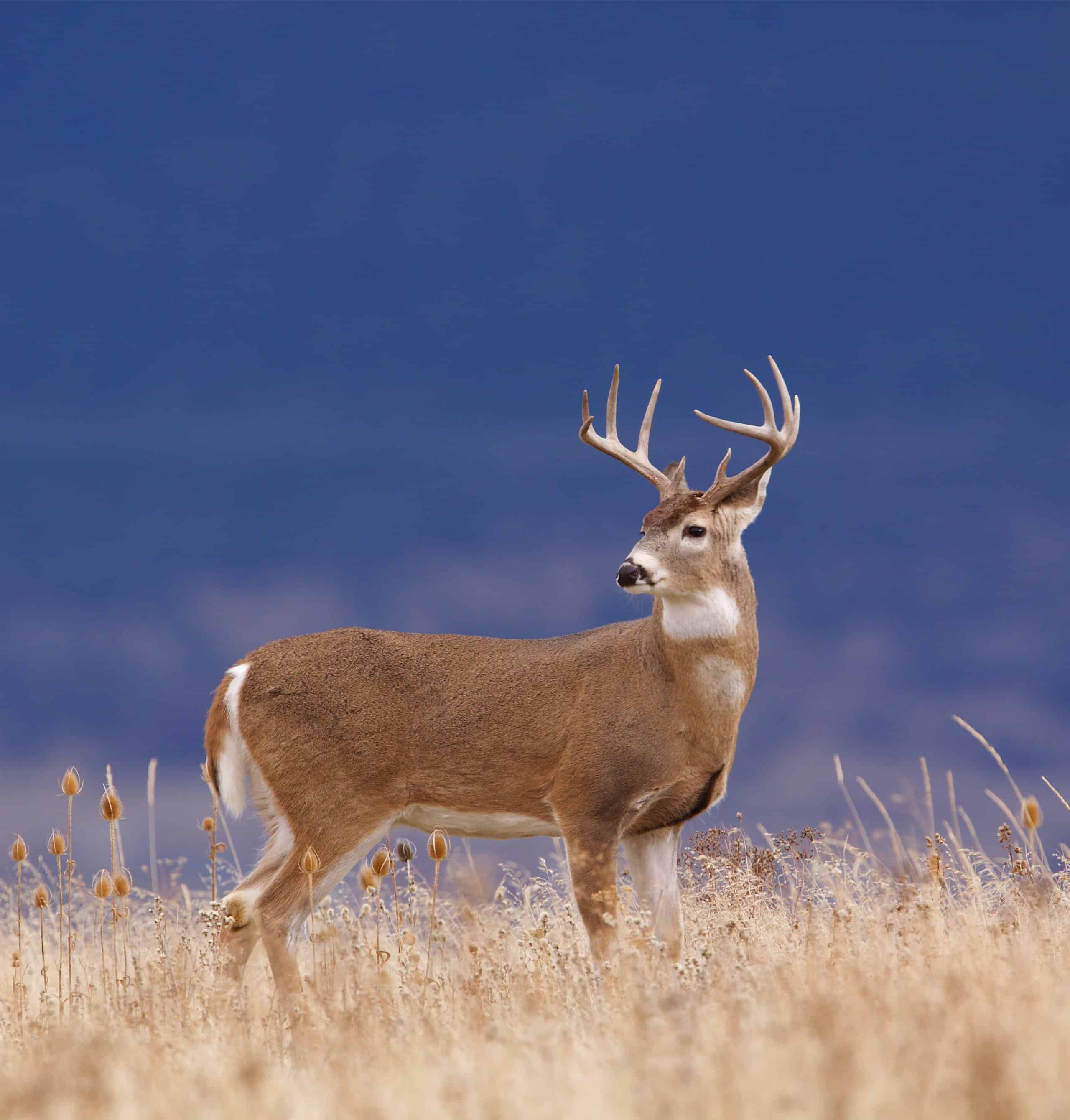 white-tailed deer