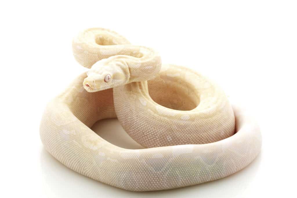 Moonglow boa- A-Z Animals