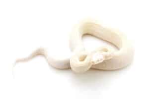 Moonglow boa