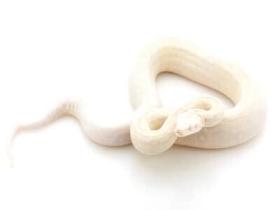 Moonglow Boa Picture
