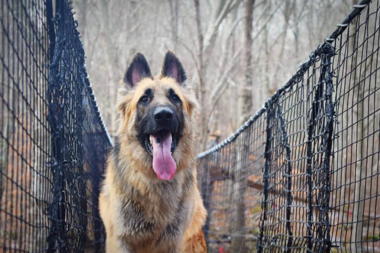 German Shepherd vs. Shiloh Shepherd: 8 Key Differences Explained - A-Z ...