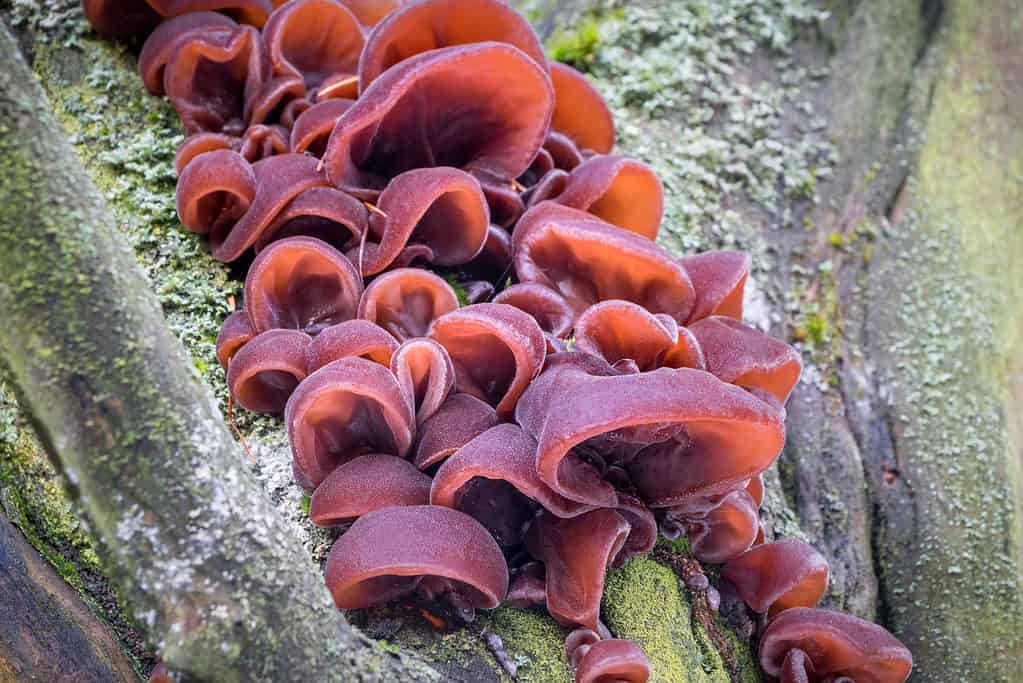 Wood ear mushroom growing on a tree