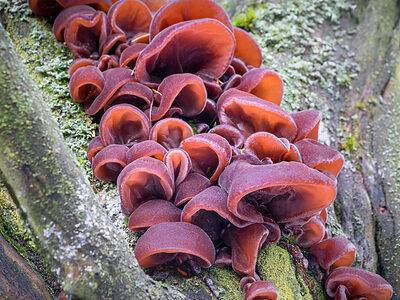 A Wood Ear Mushrooms: A Complete Guide