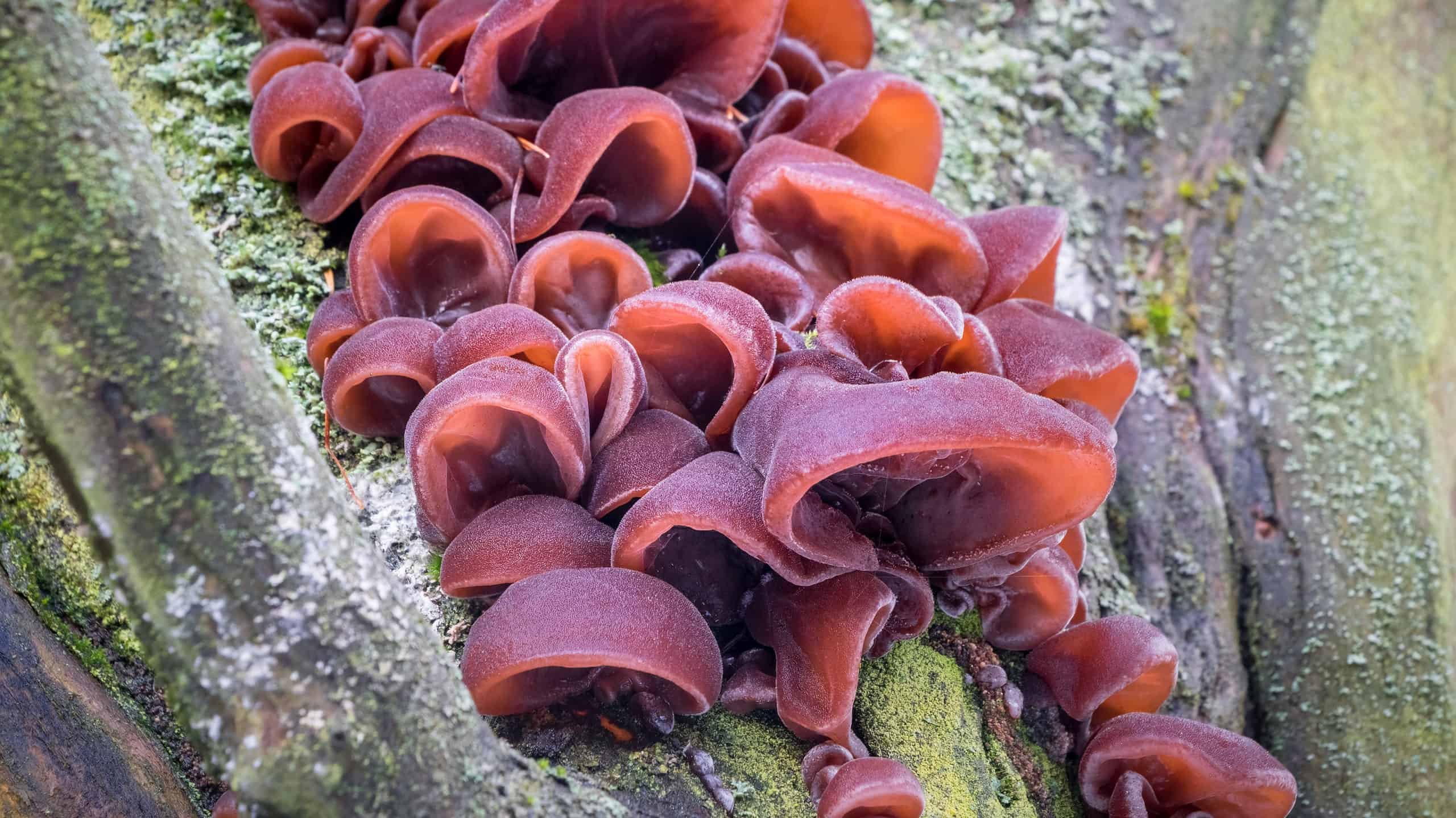 Portobello Mushrooms: A Complete Guide - AZ Animals