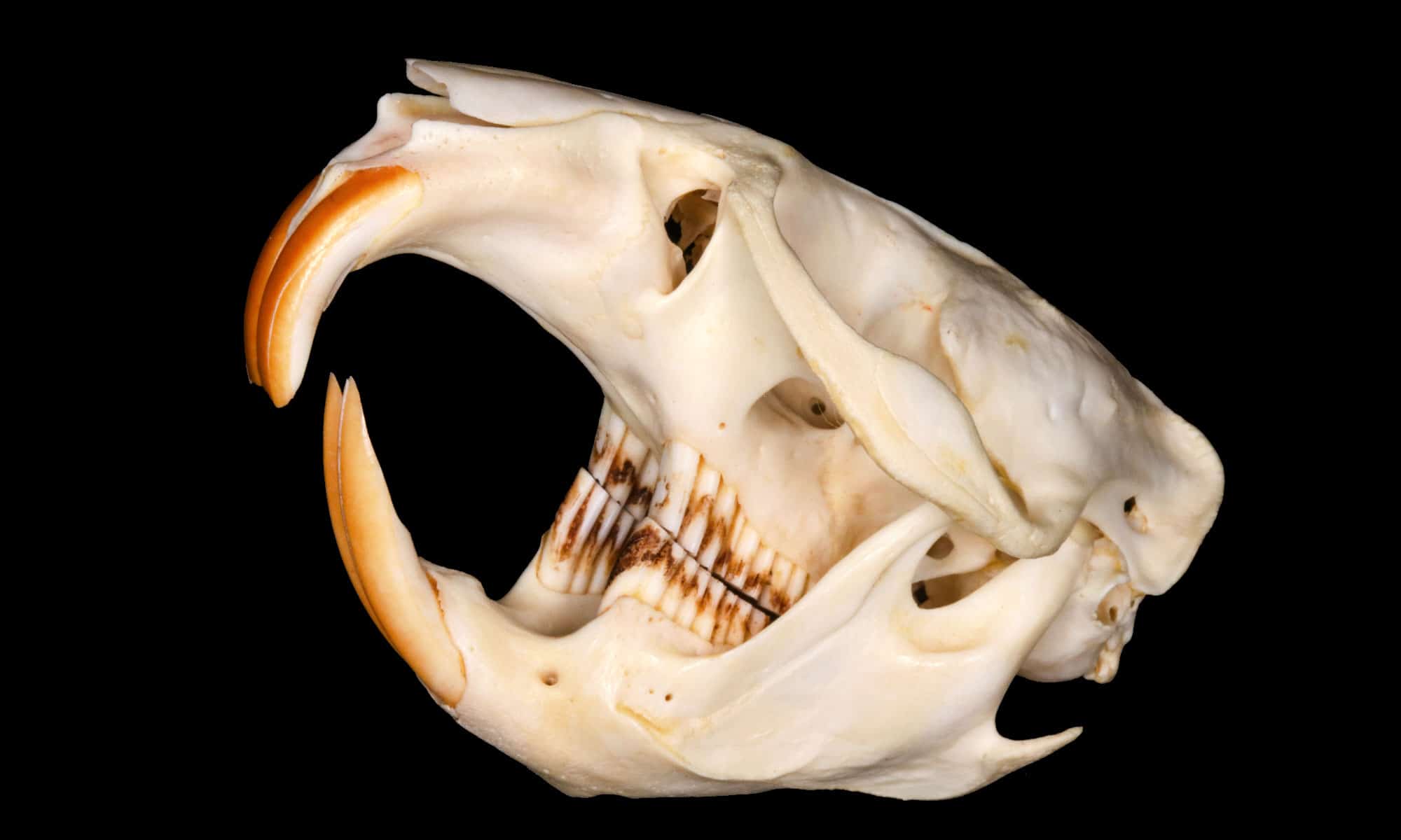 Dents de rat musqué tout ce que vous avez toujours voulu savoir Fiyiz