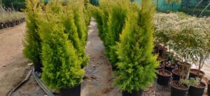 Pyramidal Arborvitae vs. Emerald Green: What’s the Difference? photo