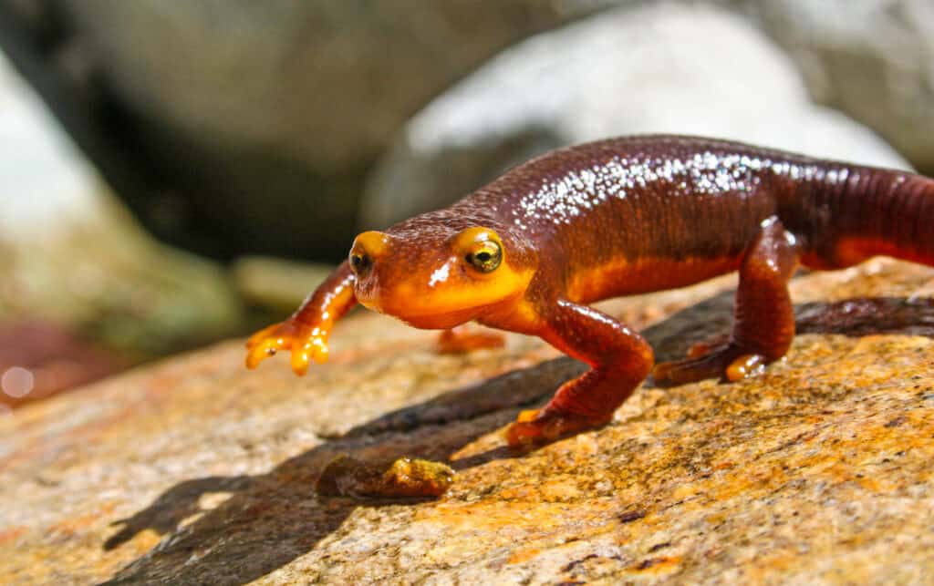 California Newt