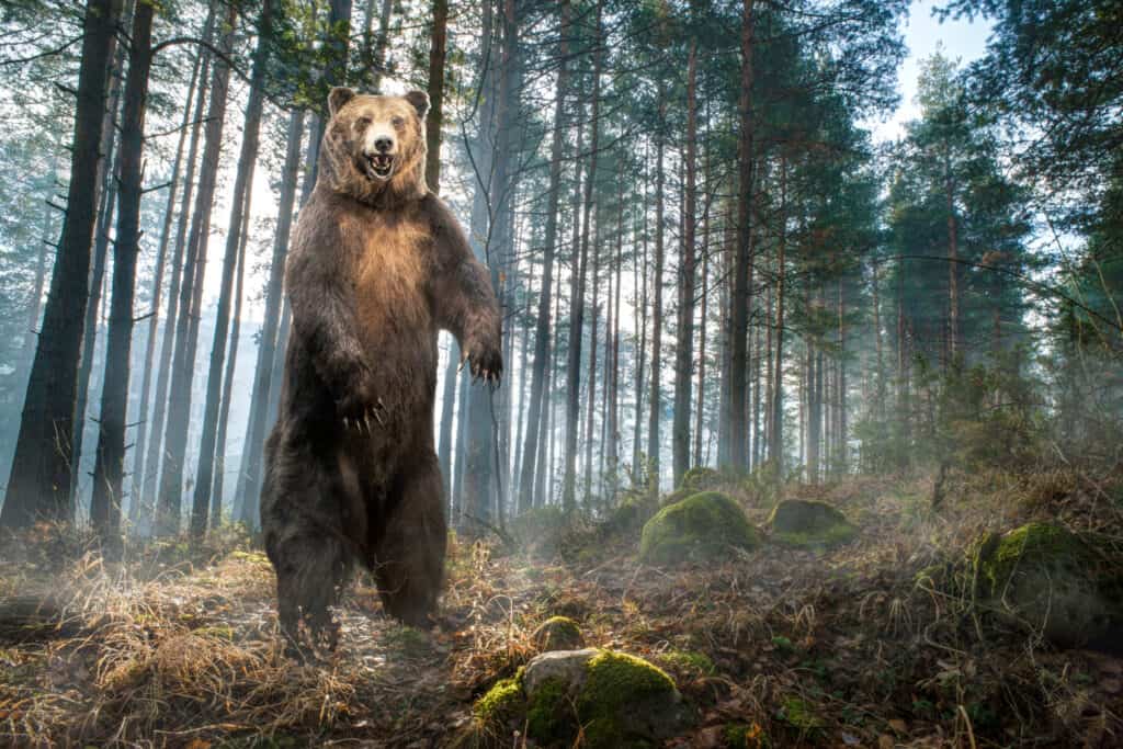 A brown grizzly bear ,standing tall on its hind legs against a background of dark green pine trees, in a forest setting. 