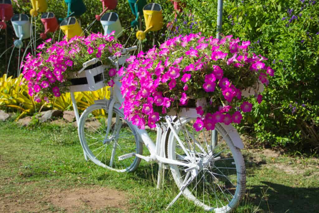 Petunias planted in baskets on salvaged bicycle