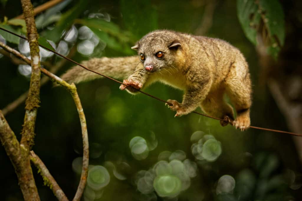 Olinguito Olingo