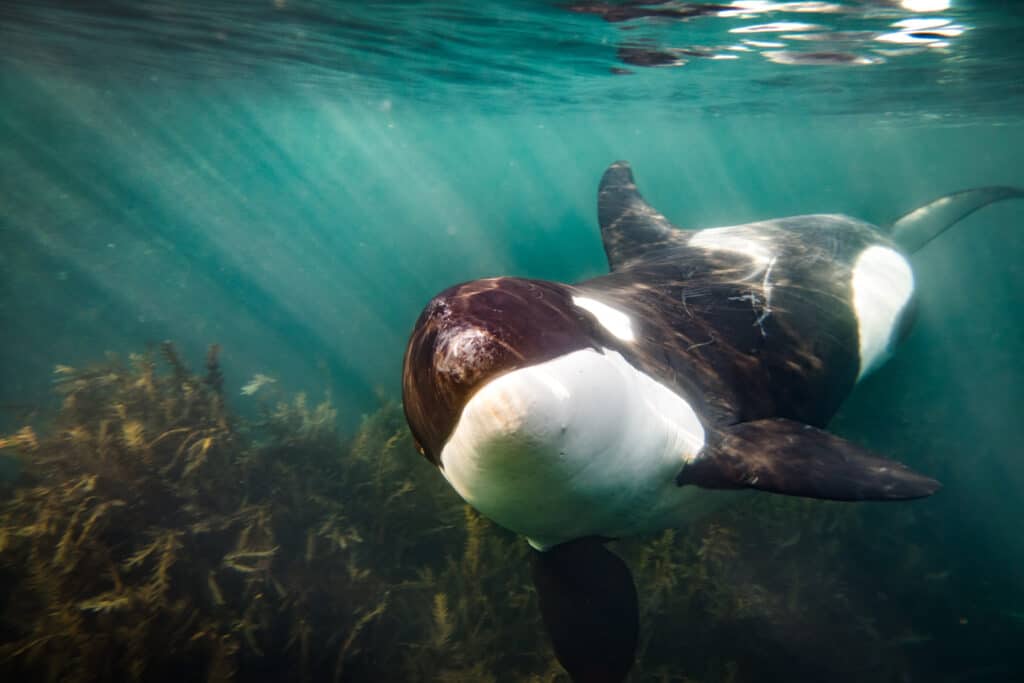 meet port and starboard the fearless orcas that hunt great white sharks.