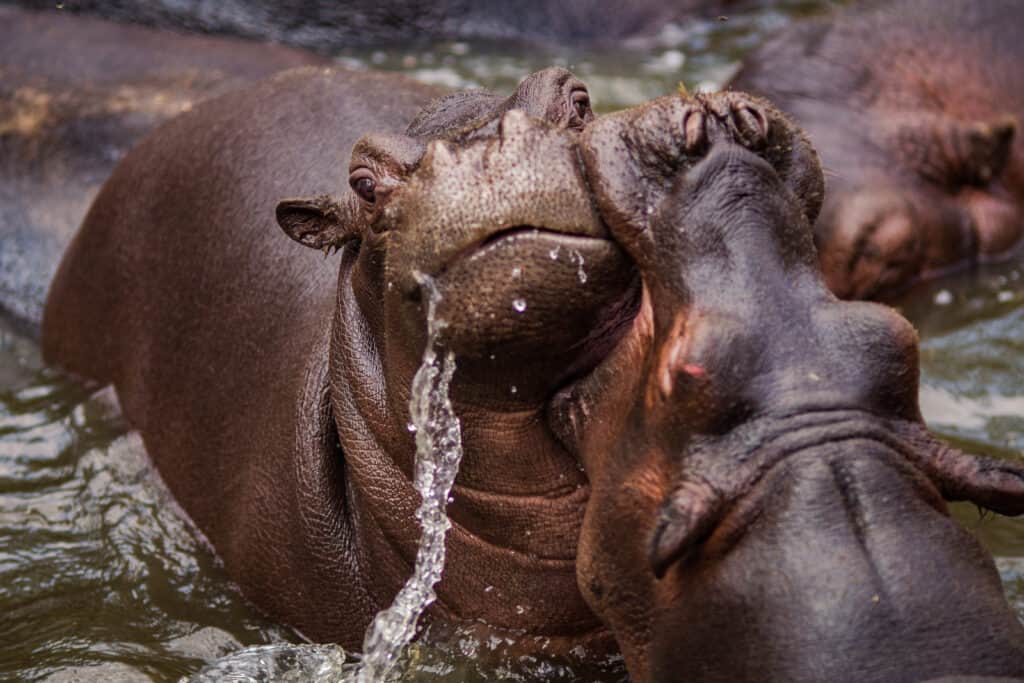 Hippos Fighting in Water