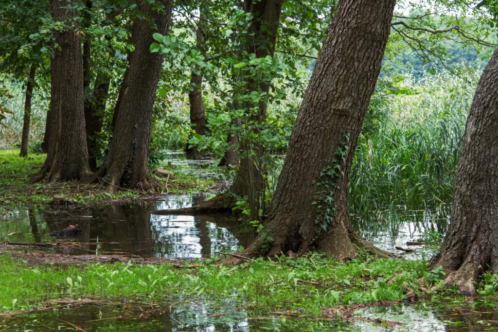 Alder (Alnus glutinosa) on the shore of a lake. This tree adapts well to shade and wet soil. 