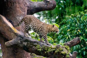 Remarkable Leopard Leaps From the Treetops to Pounce On a Gazelle Below Picture