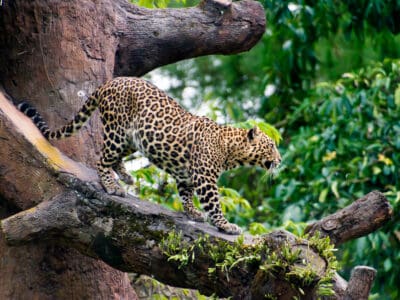 A Javan Leopard