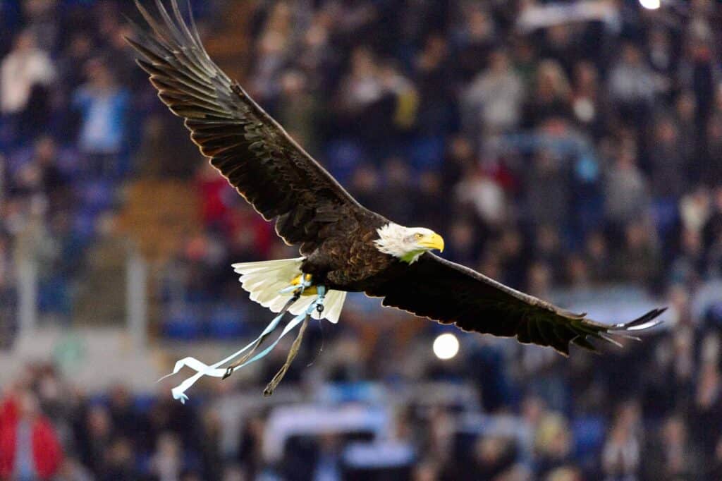 Bald eagle sores over stadium with blurred crowd in the background
