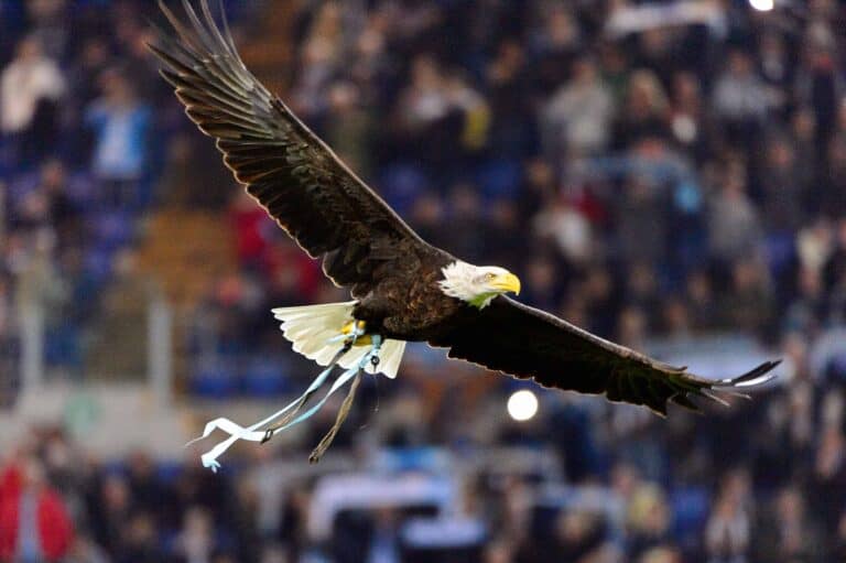 Bald eagle sores over stadium with blurred crowd in the background