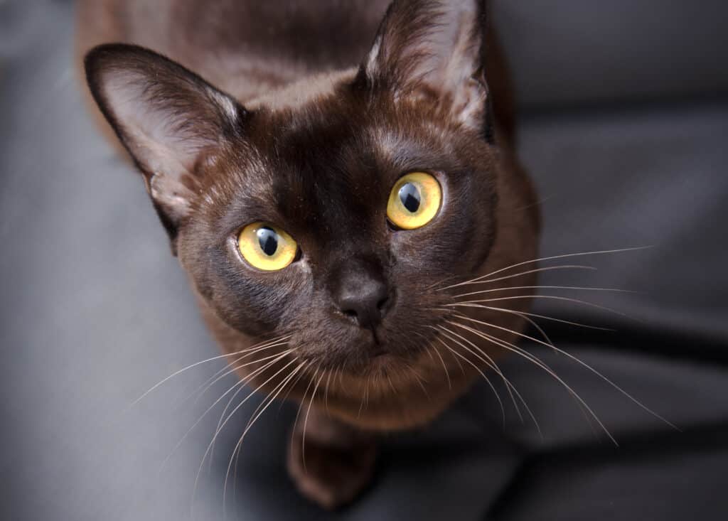Black Burmese cat with a chocolate brown color.