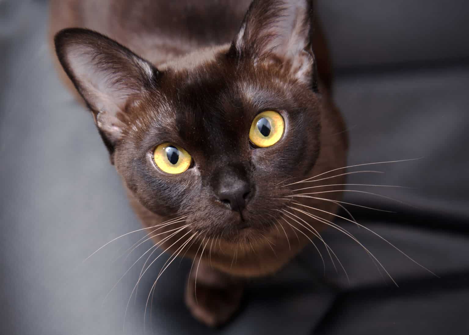 10 Purrfect Ways Black Cats Sprinkle Magic into Everyday Life - A-Z Animals