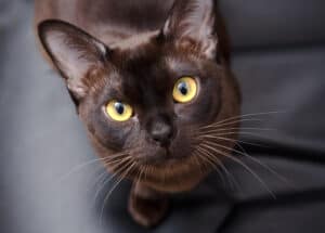 Burmese Cat Prices in 2023: Purchase Cost, Vet Bills, and Other Costs photo