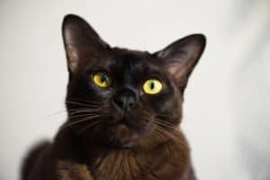 Black Burmese Cat vs. Bombay Cat Picture